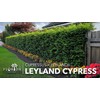 Leyland Cypress | 20 Live Plants | Cupressocyparis leylandii |