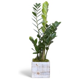 Live ZZ Plant, Zamioculcas Zamiifolia, Birthday Gift Plant, Housewarming Gift, Plant Lover Gift, Indoor Potted Plant, Live Houseplant in 6" Wooden Gift Pot