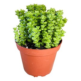 Crassula 'Tom Thumb',Succulents Plants Live Rooted in 4" Pot with Soil Mix, Rare House Plant for Home Indoor Holiday Wedding Garden Decor, DIY Projects, Party Favor Gift for Her by Fatplants