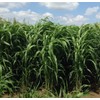 Sorghum Sudangrass Sugar Grazer II Seed (25 Lbs.)