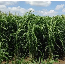Sorghum Sudangrass Sugar Grazer II Seed (25 Lbs.)