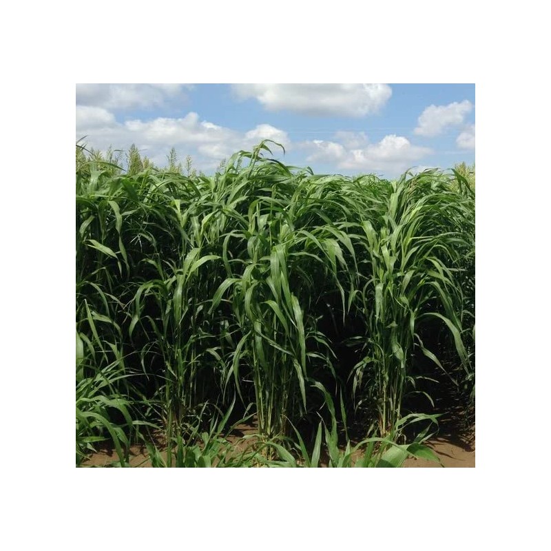 Sorghum Sudangrass Sugar Grazer II Seed (25 Lbs.)