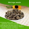 DABC OAK LAND Premium Moringa Seed, Premium Dry Goods, Edible