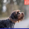 Herm. Sprenger Ultra-Plus Prong Dog Training Collar, Anti Pull Training