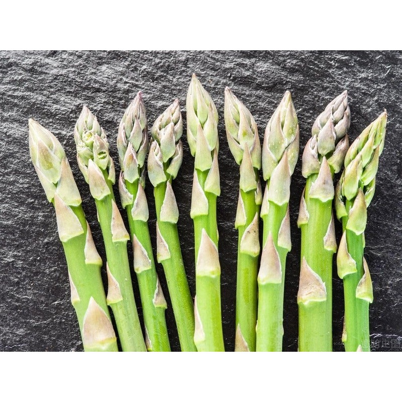 12 Pcs Jersey Giant Asparagus Seeds - Perennials