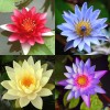 4 Pack Live Water Lily Tubers Plants Colorful Pond Freshwater