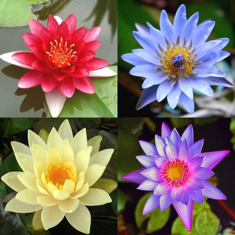 4 Pack Live Water Lily Tubers Plants Colorful Pond Freshwater