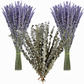 130 Stems Dried Lavender Flowers and Shower Eucalyptus Hanging Bouquet , 120 pcs of Lavender Plant , 10 pcs of Eucalyptus Leaves Use of Home Decor Greenery for Bathroom, Living Room Kitchen, (17inch)