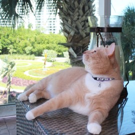 Pawtitas Glow-in-The-Dark Cat Collar – Adjustable Safety Collar with Breakaway Buckle & Removable Bell, Orange