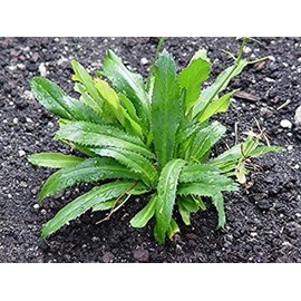 200 Seeds Culantro Seeds,Vietnamese Coriander, Thai Parsley,Ngo Gai Eryngium Foetidum Chadon Beni