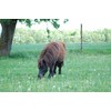 AMKA Western Saddle Girth for Shetty Pony in 45, 51