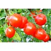 NIKA SEEDS - Seeds Vegetable Tomato Glory Red - 25