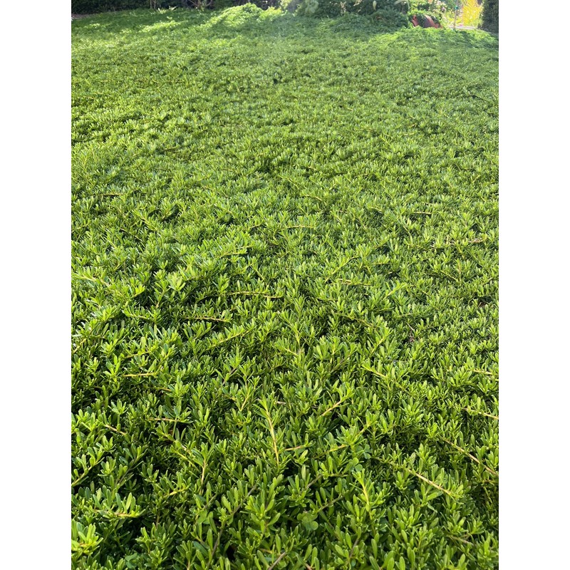 Myoporum Parvifolium Creeping Boobialla Plant, 5-6 inch Cuttings (10)