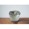 WGVI WGV Ceramic Bird Decor Bowl Vase, Pot Width 8.5”,