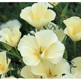 Ivory Castle California Poppy Seeds - Approximately 2000 Seeds - California State Flower White Variation - Reseeds