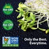 Mountain Valley Seed Co Georgia Southern Collards Seed 1 Lb