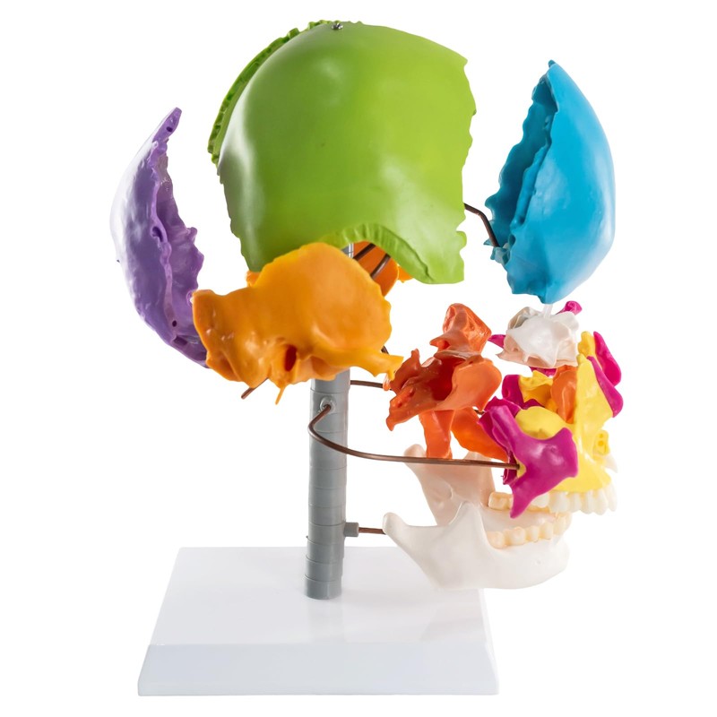 MediTrainer 22-Pcs Life Size Color-Coded Exploded Human Skull Model