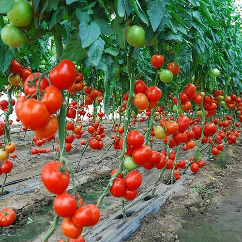 SeedsUP - 50+ Seeds Vine Tomato - Vegetable Red