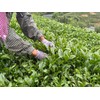 Alishan High Mountain Tea 125g High-altitude Pollution-free Loose Leaves Finest