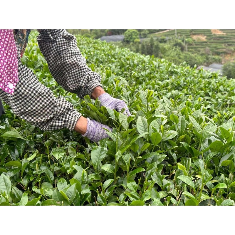 Alishan High Mountain Tea 125g High-altitude Pollution-free Loose Leaves Finest