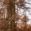 BushWalk 48 Inch High Reach Tree Limb Hand Rope Chain