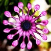 100pc African Daisy Rare Purple Daisy Flower Seeds for Planting
