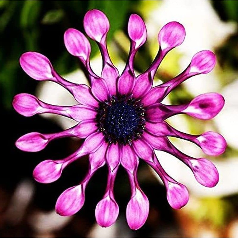 100pc African Daisy Rare Purple Daisy Flower Seeds for Planting