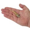 Berkley PowerBait Power Switch Shrimp Fishing Bait, Gold, 3.5 in,