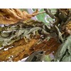 Papaya Leaf 10 Whole -Dried Organic -Pure-home Grown-10 Leaves-organic Papaya