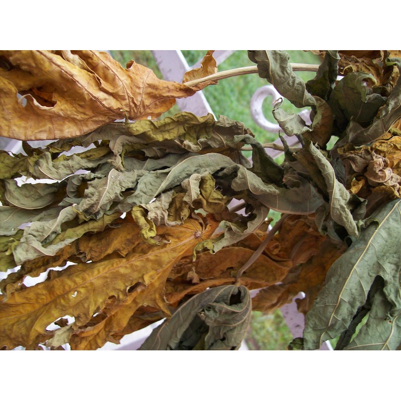 Papaya Leaf 10 Whole -Dried Organic -Pure-home Grown-10 Leaves-organic Papaya
