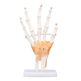 Modelo de Esqueleto de Mano, Modelo Anat?mico de Esqueleto de Mano