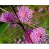 SeedsUP - 40+ Seeds Mimosa Shy Sensitive Plant Fast Growing