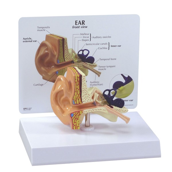 Life-size ear cross-sectional model, trisemicircular canal, cochlea, ossicles, eardrum, etc. can be seen