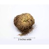 Saint Terra - Rose of Jericho Flower The Resurrection Plant,