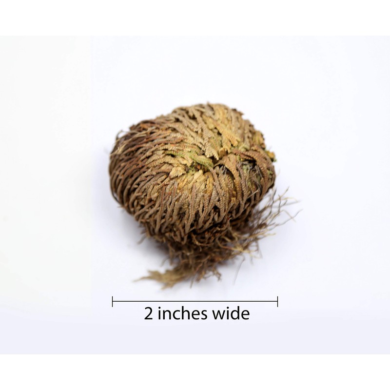 Saint Terra - Rose of Jericho Flower The Resurrection Plant,