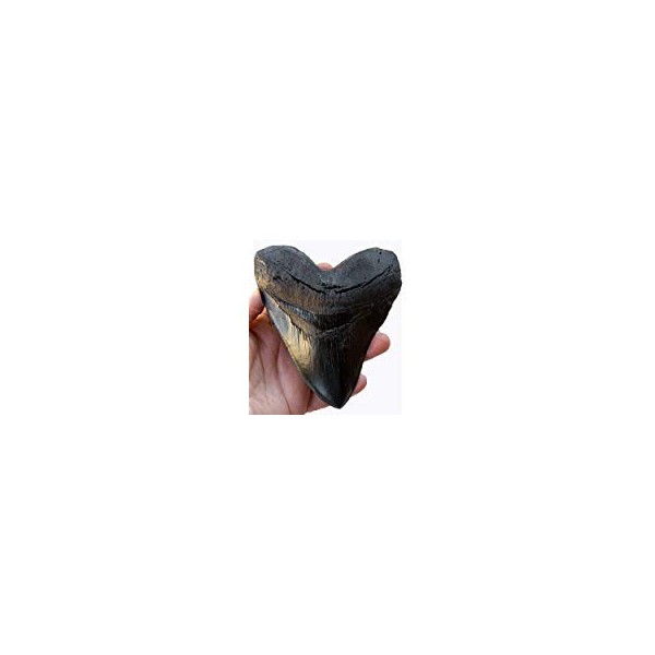 Prehistoric Planet Store 5.5 Inch Megalodon (Carcharodon megalodon) tooth, Black with Serrations (Replica) #126