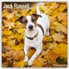 Jack Russell 2025 Square Wall Calendar | Dog Breed Calendar