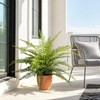 2 Pack Artificial Fern Plants in Pots, Type 8
