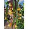Cactus Epiphyllum Clarity's Linnea in 4 inch pots / Orchid