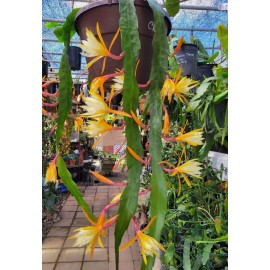 Cactus Epiphyllum Clarity's Linnea in 4 inch pots / Orchid Cactus / Well Rooted