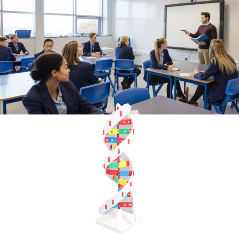 DNA Structure Model Colorful Double Spiral Assemble Model Science Educational