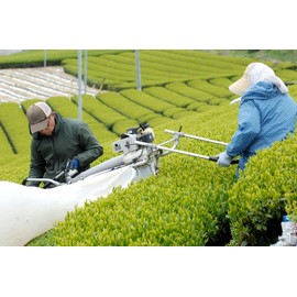 New Tea 2024 Deep Steamed Kakegawa Tea, First Picking, 3.5 oz (100 g), 3 Bags, 100% Ichiban Tea Produced in Shizuoka Prefecture