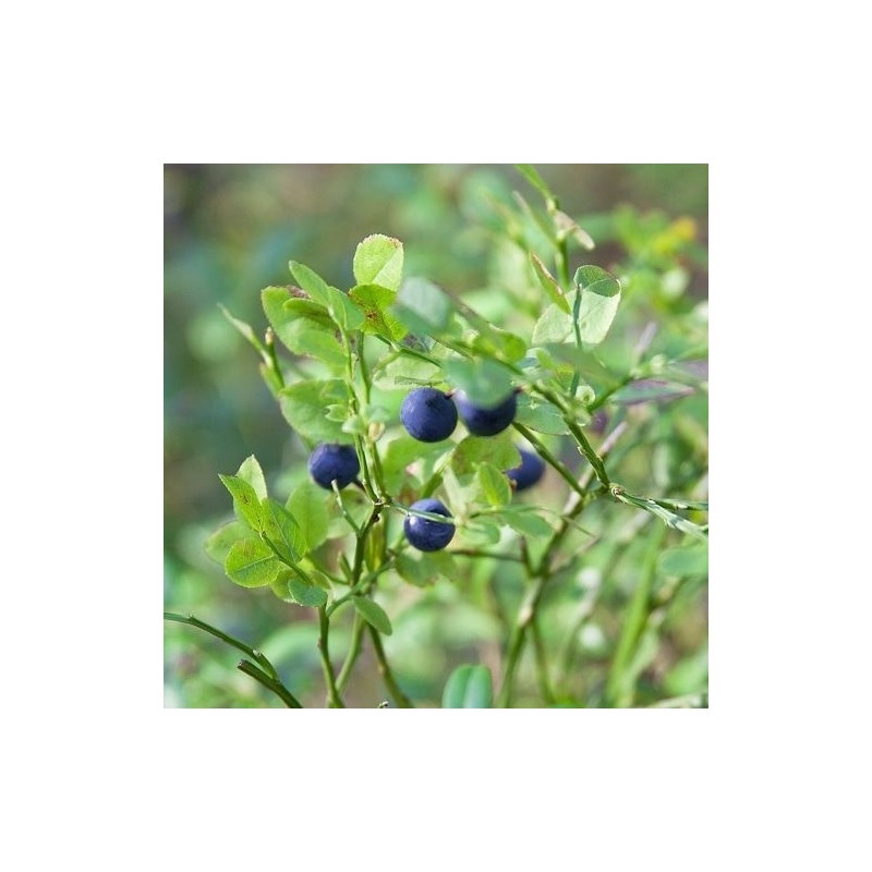 Charm Goods Bilberry Concentrated Powder 500g/pack / Charm Goods 빌베리농축분말