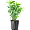 Sweet Viburnum Odoratissimum | 2 Live #1 Size Plants |