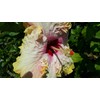 Evangeline or Evangaline Tropical Exotic Fancy Hibiscus Live Plant Yellow