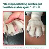 DogSuppy Itch Relief For Dogs – Relieves Itching, Scratching, Licking,