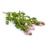 Health Embassy Spiny Restharrow Root (Ononis spinosa L), 50 g