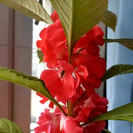 Garden Balsam Impatiens Balsamina 50+ Seeds Garden Seeds for Planting Flowers