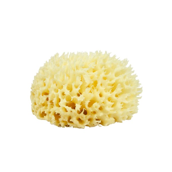 Neptune Natural Sea Wool Sponge - All Natural Honeycomb Renewable Sea Sponge, Medium, 3.5-4.5 inches