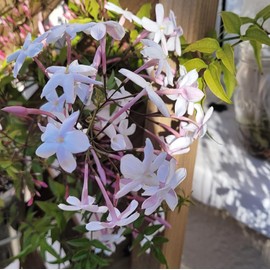 Jasminum Polyanthum 2 inch Pot One Stem Mini Starter Plant - California Grown